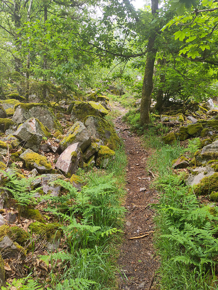 Abenteuerhelden-ein-Lager-im-Wald